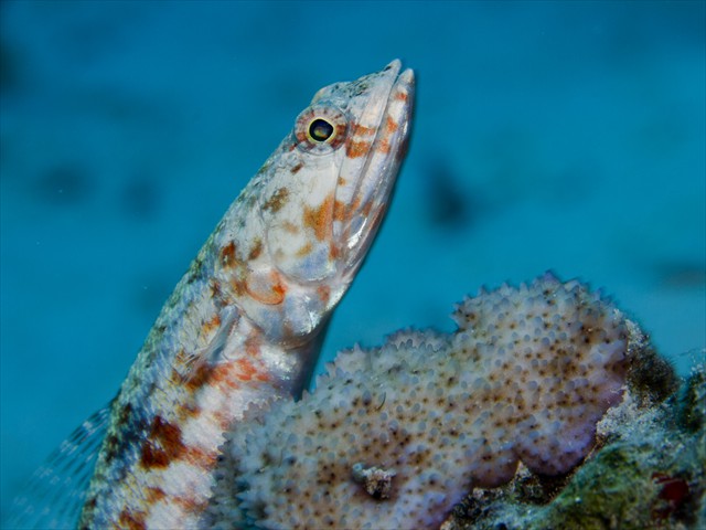 Variegated_Lizardfish